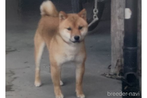 成約済の熊本県の豆柴-328430の6枚目