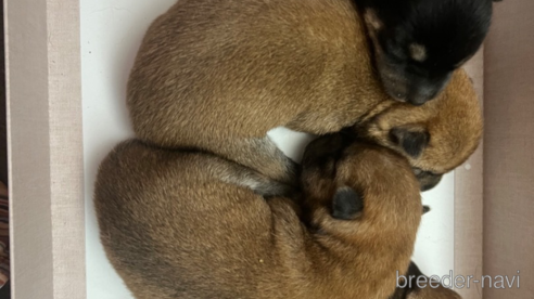 成約済の熊本県の豆柴-328430の3枚目