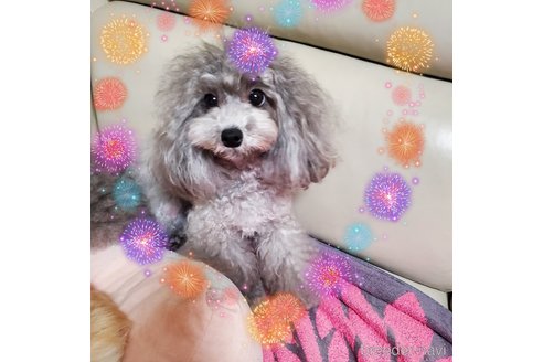 成約済の埼玉県のタイニープードル-328435の3枚目