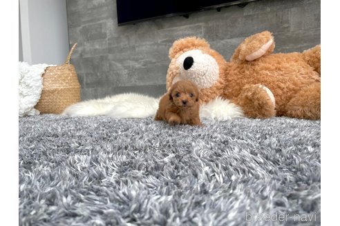 成約済の滋賀県のティーカッププードル-328438の3枚目
