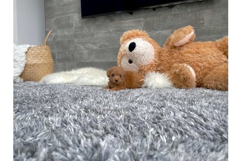 成約済の滋賀県のティーカッププードル-328438の2枚目