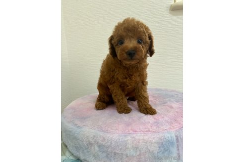 成約済の愛知県のタイニープードル-328453の3枚目