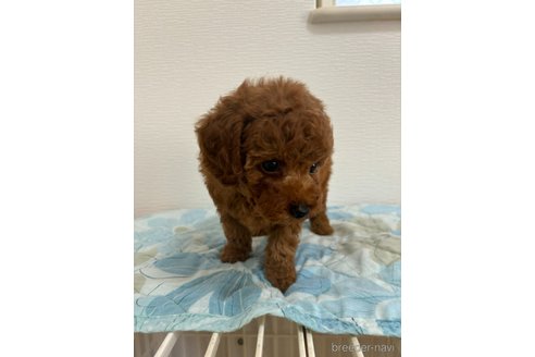成約済の愛知県のタイニープードル-328456の3枚目