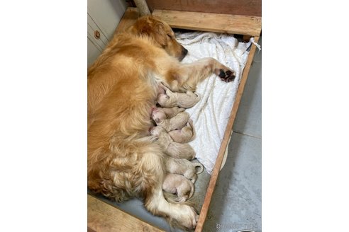 成約済の栃木県のゴールデンレトリーバー-328459の7枚目