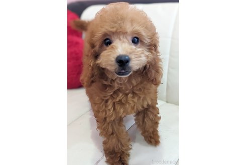 成約済の静岡県のミックス犬-318757の2枚目