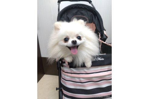 エビちゃんちゃん1枚目