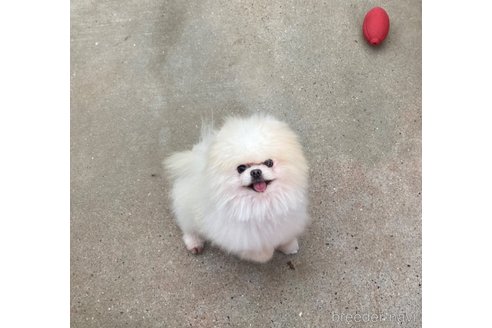ののポメラニアン-