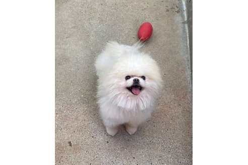 あざとくんくん1枚目