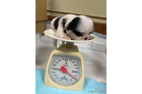 成約済の静岡県の狆 (チン)-328514の2枚目