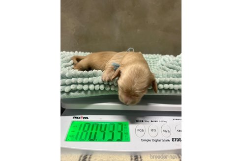 成約済の沖縄県のミニチュアダックスフンド(ロングヘアード)-328515の2枚目