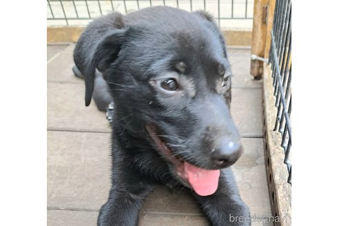 成約済の千葉県のミックス犬-326201の1枚目