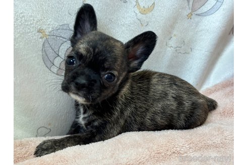 成約済の香川県のミックス犬-328534の2枚目