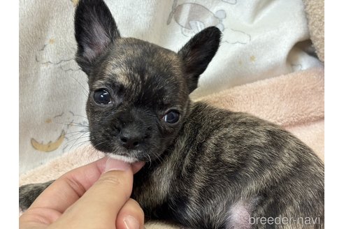 成約済の香川県のミックス犬-328534の3枚目