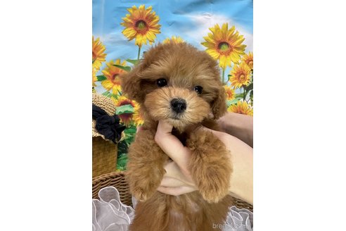 成約済の広島県のタイニープードル-319058の16枚目