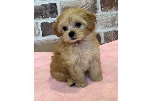 成約済の鹿児島県のマルプー:マルチーズ×トイプードル-325267の3枚目