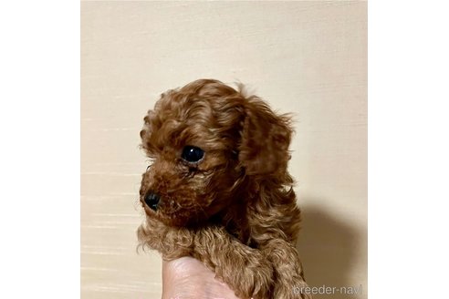 成約済の東京都のトイプードル-328536の3枚目