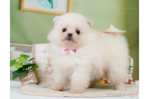 成約済の神奈川県のポメラニアン-328570の4枚目