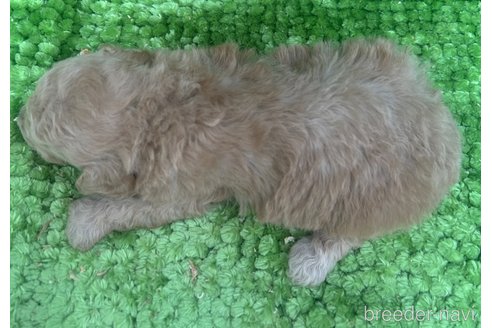 成約済の愛媛県のトイプードル-328588の5枚目