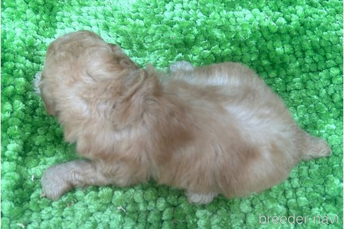 成約済の愛媛県のトイプードル-328590の9枚目