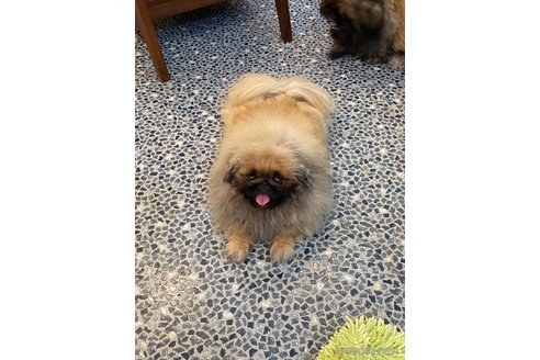 成約済の東京都のペキニーズ-328093の2枚目
