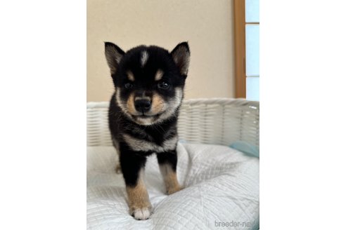成約済の兵庫県の豆柴-328603の4枚目