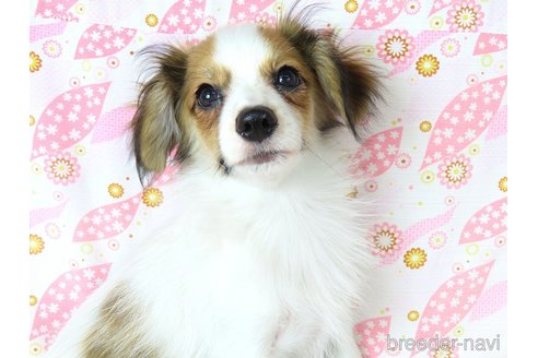 成約済の千葉県のパピヨン-314561の14枚目