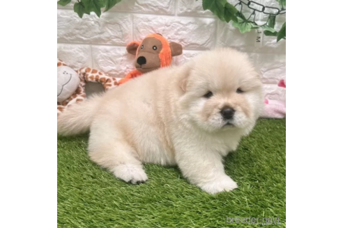 成約済の愛知県のチャウチャウ-328612の2枚目