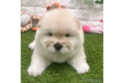 成約済の愛知県のチャウチャウ-328612