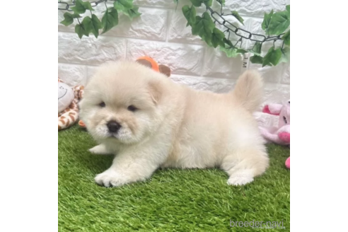 成約済の愛知県のチャウチャウ-328612の5枚目