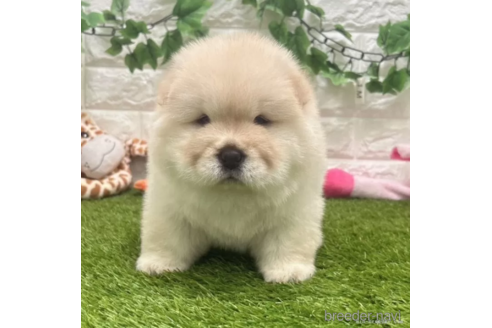 成約済の愛知県のチャウチャウ-328612の3枚目