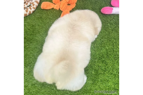 成約済の愛知県のチャウチャウ-328612の4枚目