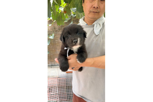 成約済の岐阜県のミックス犬-326144の4枚目