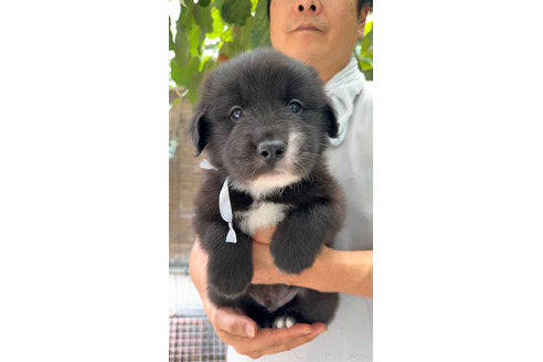 成約済の岐阜県のミックス犬-326144の1枚目