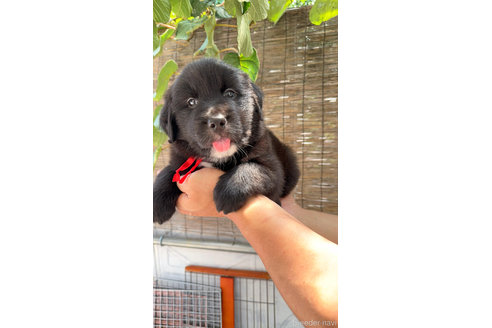 成約済の岐阜県のミックス犬-326143の4枚目