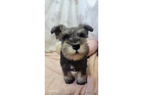 成約済の香川県のミニチュアシュナウザー-323248の15枚目