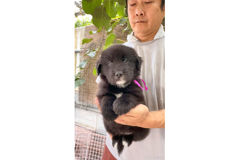 成約済の岐阜県のミックス犬-326137の5枚目