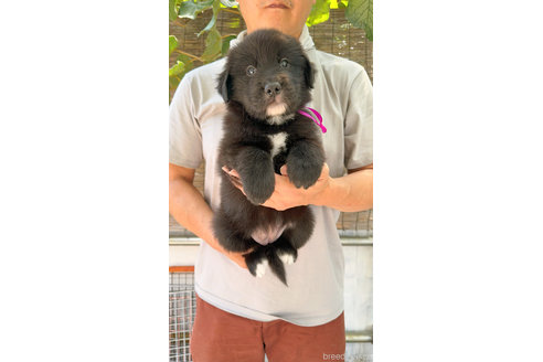 成約済の岐阜県のミックス犬-326137の4枚目