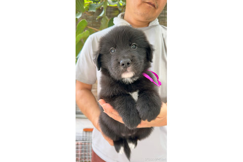成約済の岐阜県のミックス犬-326137の3枚目