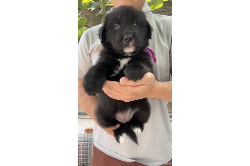 成約済の岐阜県のミックス犬-326137の2枚目