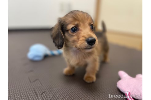 成約済の東京都のミニチュアダックスフンド(ロングヘアード)-328312の3枚目