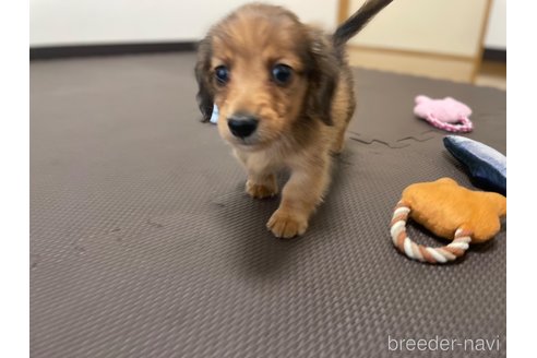 成約済の東京都のミニチュアダックスフンド(ロングヘアード)-328312の4枚目