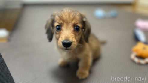 成約済の東京都のミニチュアダックスフンド(ロングヘアード)-328312の2枚目