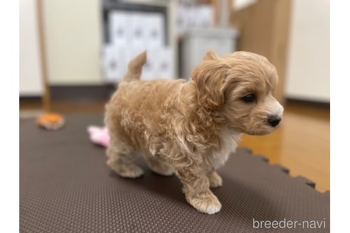 成約済の東京都のマルプー:マルチーズ×トイプードル-328329の2枚目