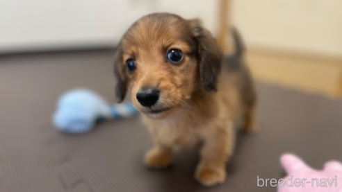 成約済の東京都のミニチュアダックスフンド(ロングヘアード)-328312の1枚目