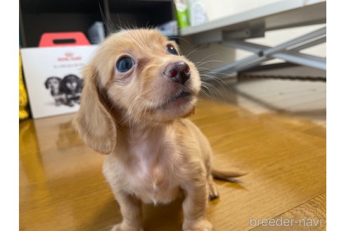 成約済の東京都のカニンヘンダックスフンド(ロングヘアード)-328314の5枚目