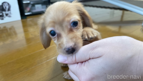 成約済の東京都のカニンヘンダックスフンド(ロングヘアード)-328314の3枚目