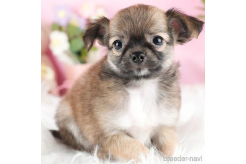 成約済の茨城県のチワワ(ロングコート)-328708の4枚目