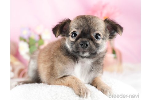 成約済の茨城県のチワワ(ロングコート)-328708の5枚目