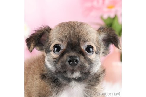 成約済の茨城県のチワワ(ロングコート)-328708の1枚目