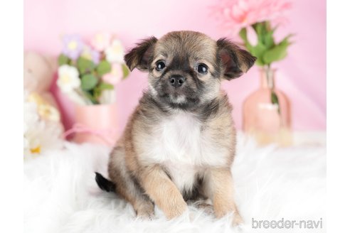 成約済の茨城県のチワワ(ロングコート)-328708の6枚目